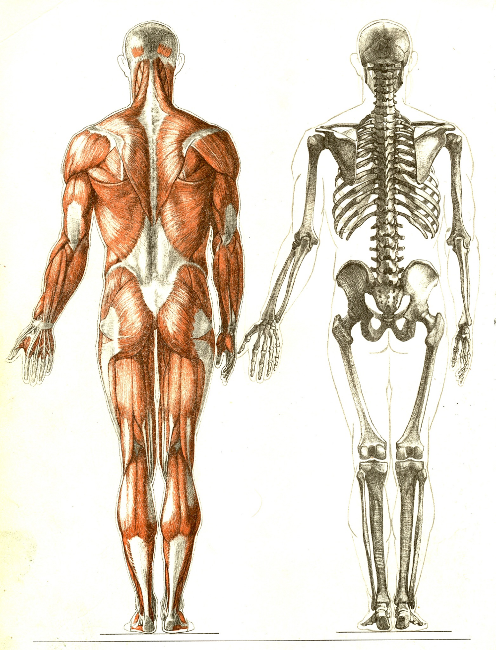 Скелет человека спина. Анатомия Баммеса скелет. Анатомия скелета человека Баммес. Баммес скелет человека и кости. Баммес мышцы тела.